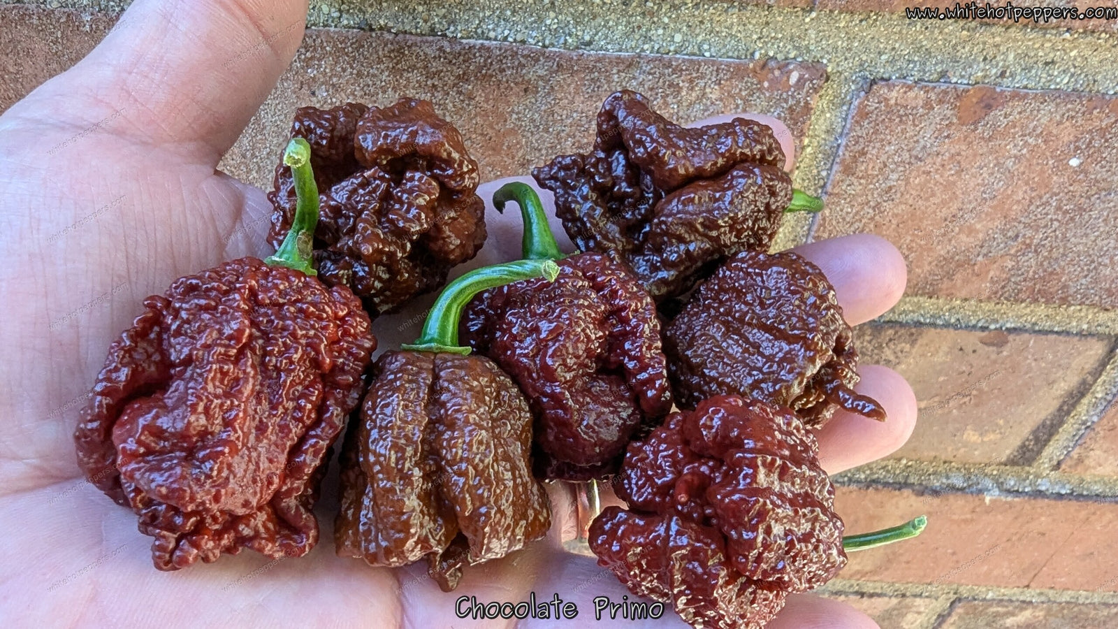 Chocolate Primo - Pepper Seeds - White Hot Peppers