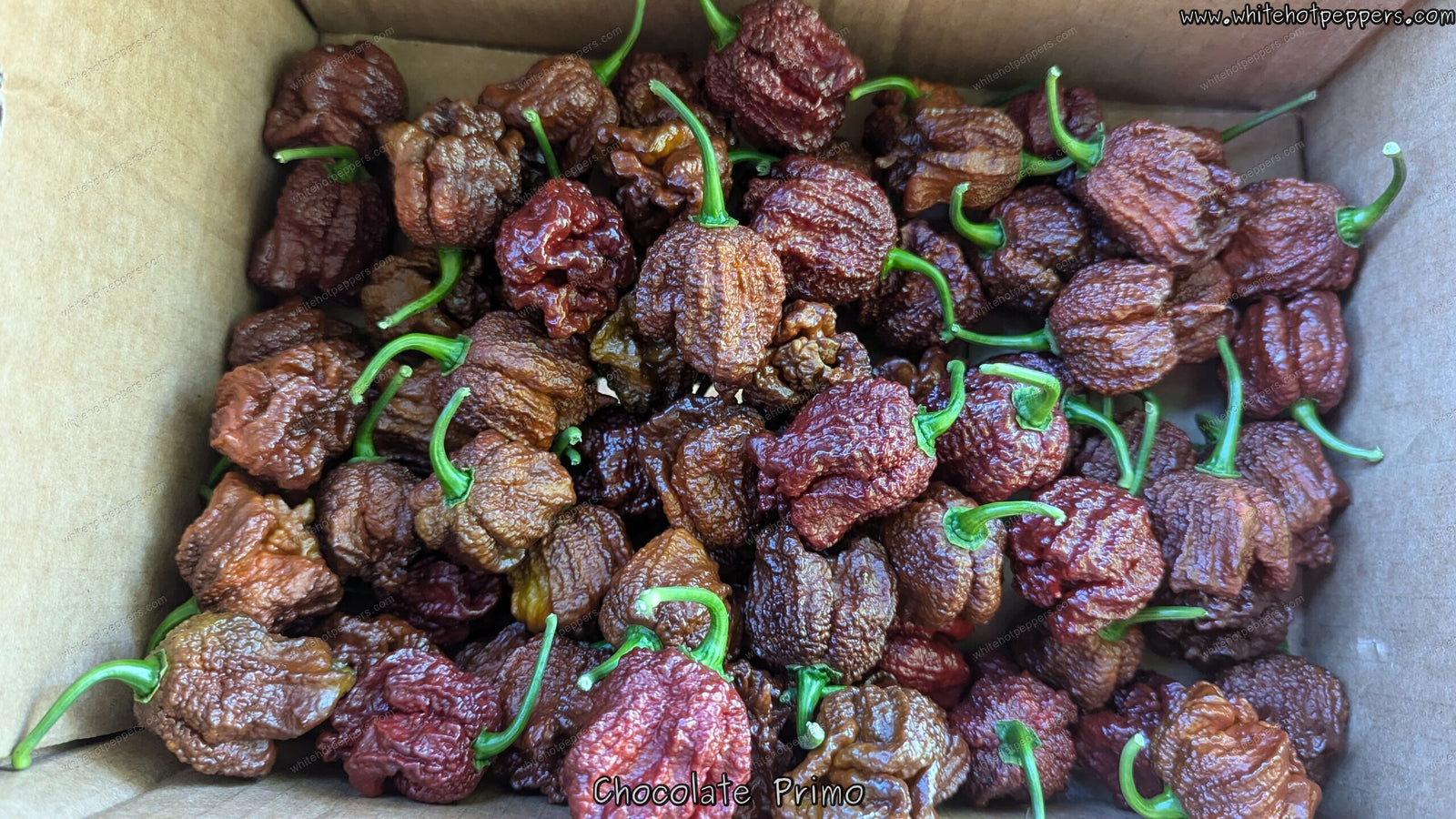 Chocolate Primo - Pepper Seeds - White Hot Peppers