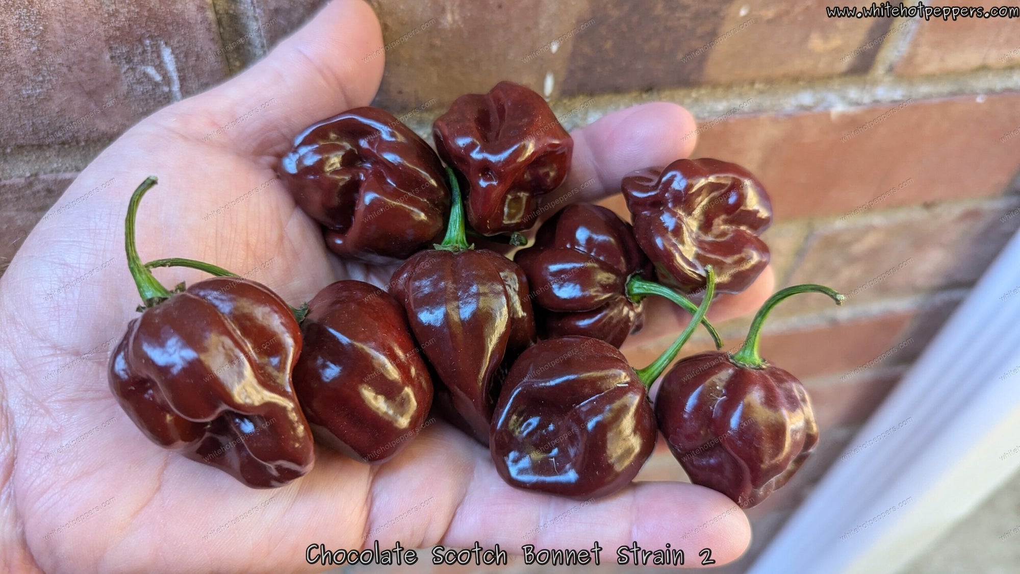 Scotch Bonnet Chocolate - Strain 2 - Pepper Seeds - White Hot Peppers