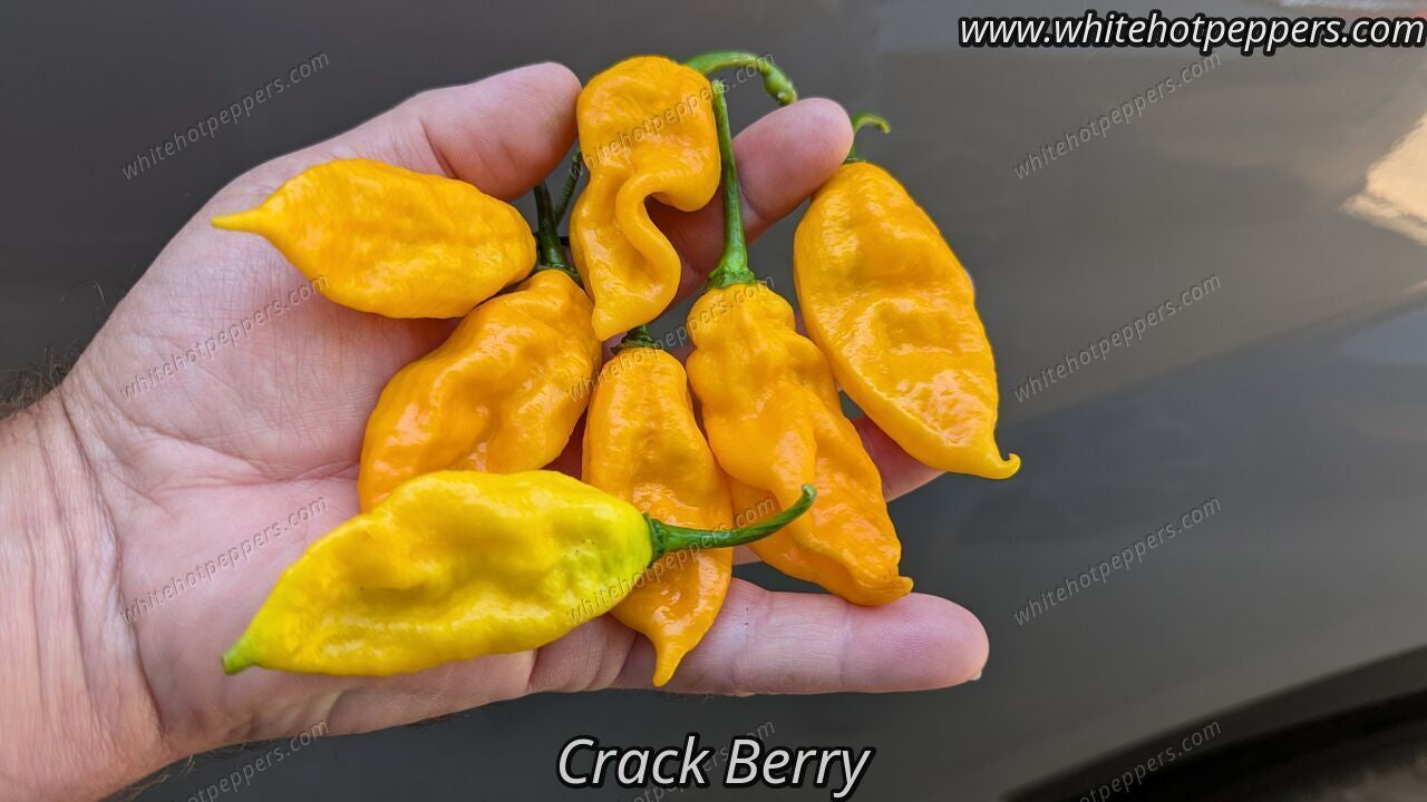 Crack Berry - Pepper Seeds - White Hot Peppers
