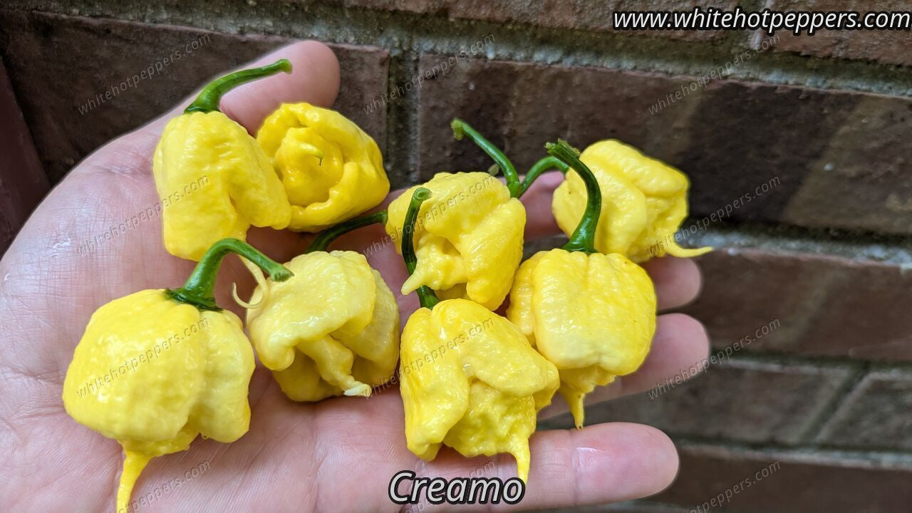 Creamo - Pepper Seeds - White Hot Peppers