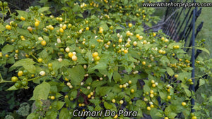 Cumari do Para - Pepper Seeds - White Hot Peppers