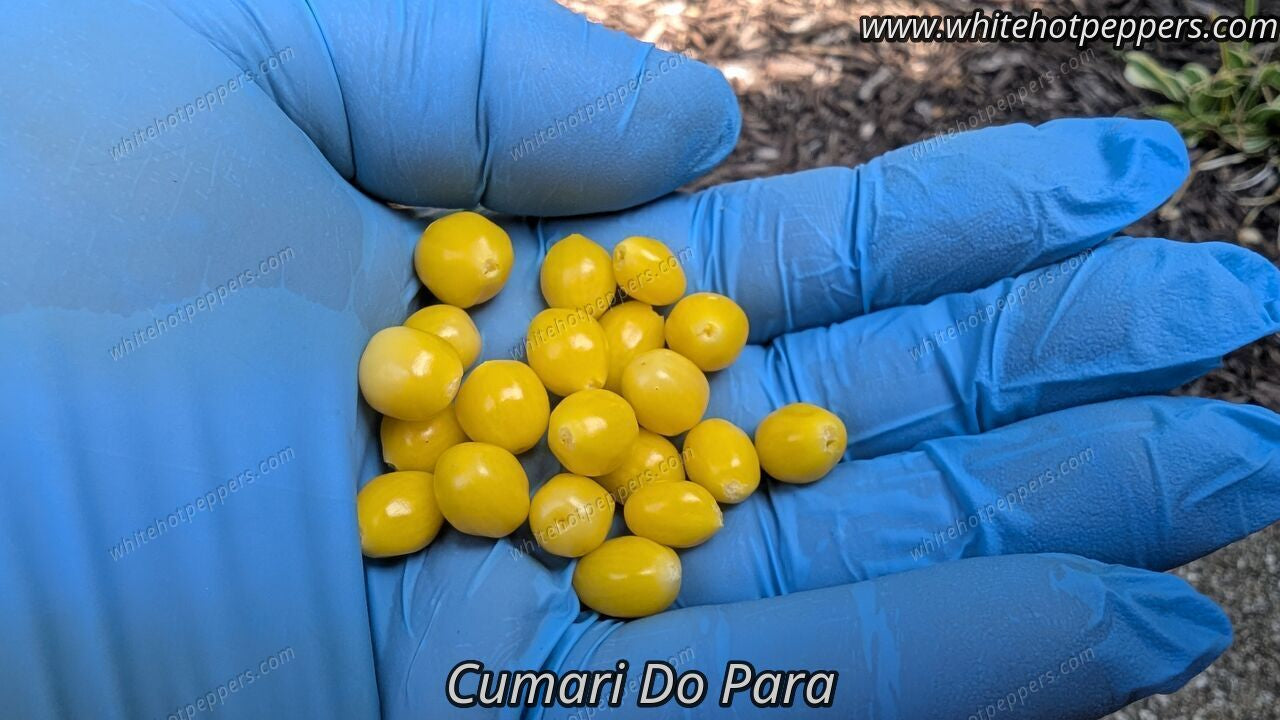 Cumari do Para - Pepper Seeds - White Hot Peppers