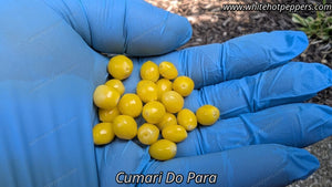 Cumari do Para - Pepper Seeds - White Hot Peppers