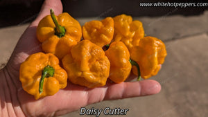 MA Daisy Cutter - Pepper Seeds - White Hot Peppers