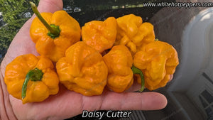 MA Daisy Cutter - Pepper Seeds - White Hot Peppers
