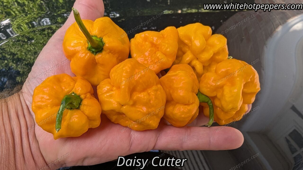 MA Daisy Cutter - Pepper Seeds - White Hot Peppers