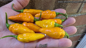 Datil - Pepper Seeds - White Hot Peppers