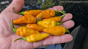 Datil - Pepper Seeds - White Hot Peppers