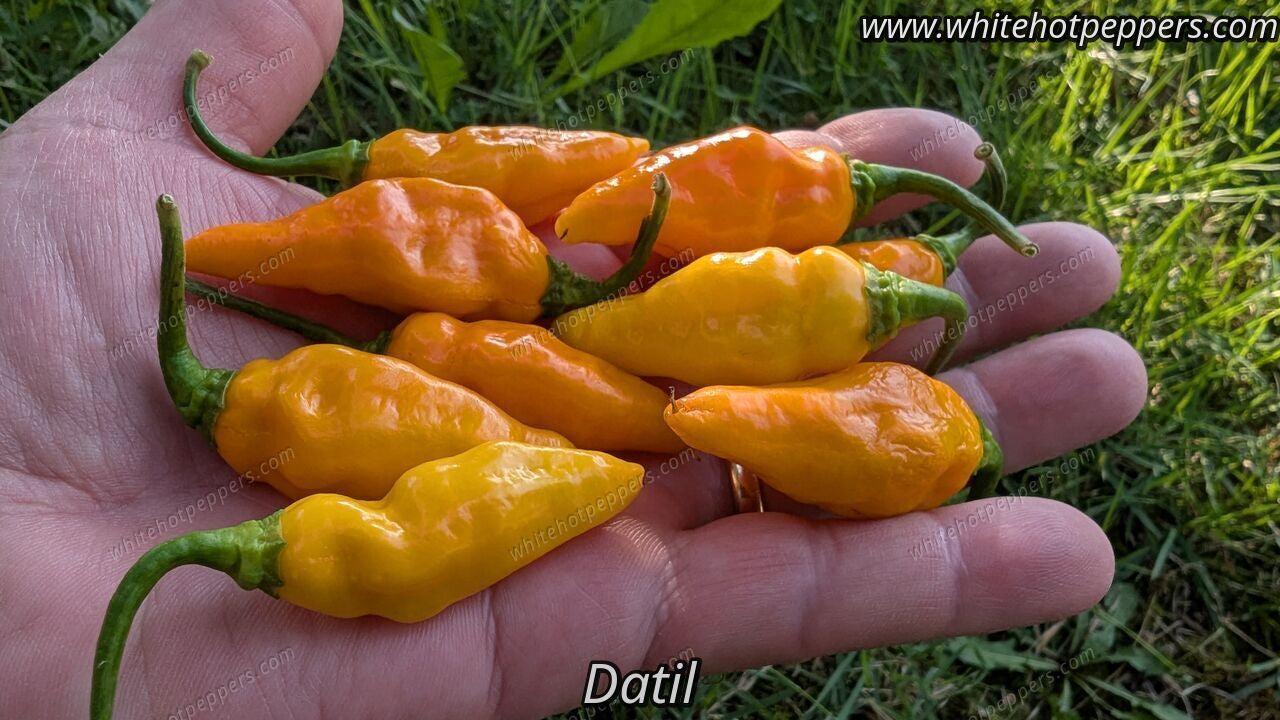 Datil - Pepper Seeds - White Hot Peppers