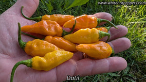 Datil - Pepper Seeds - White Hot Peppers