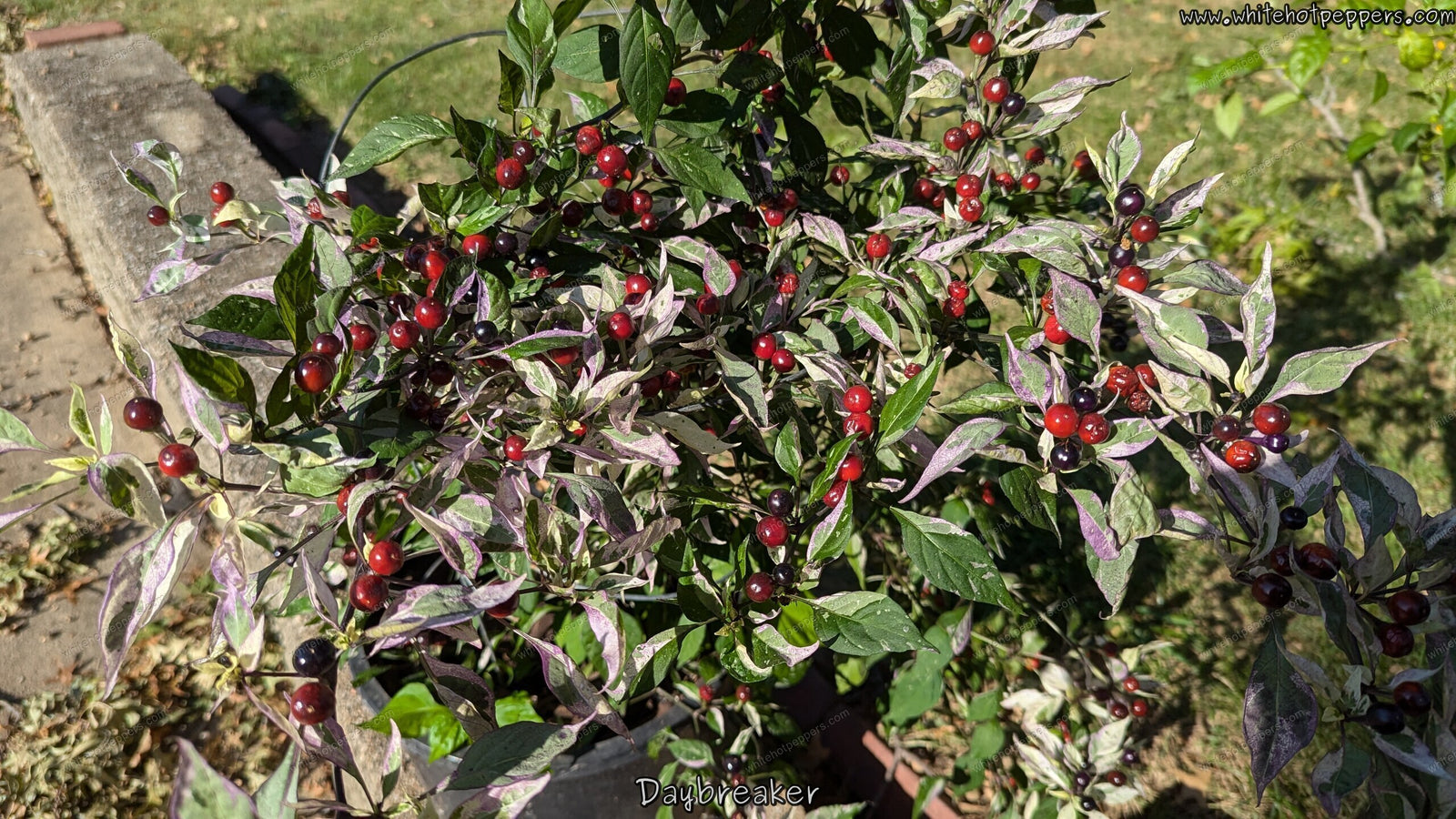 DayBreaker - Pepper Seeds - White Hot Peppers