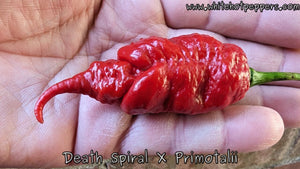 Death Spiral x Primotalii - Pepper Seeds - White Hot Peppers