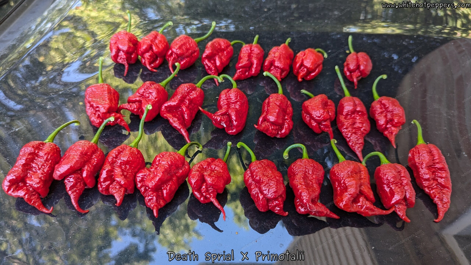 Death Spiral x Primotalii - Pepper Seeds - White Hot Peppers