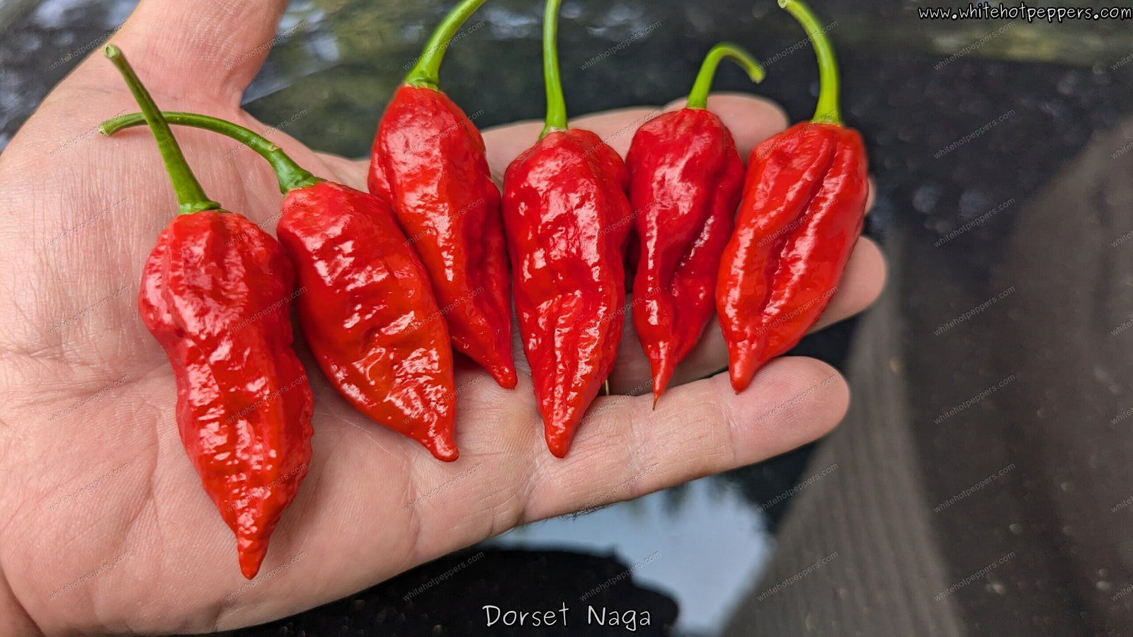 Dorset Naga - Pepper Seeds - White Hot Peppers