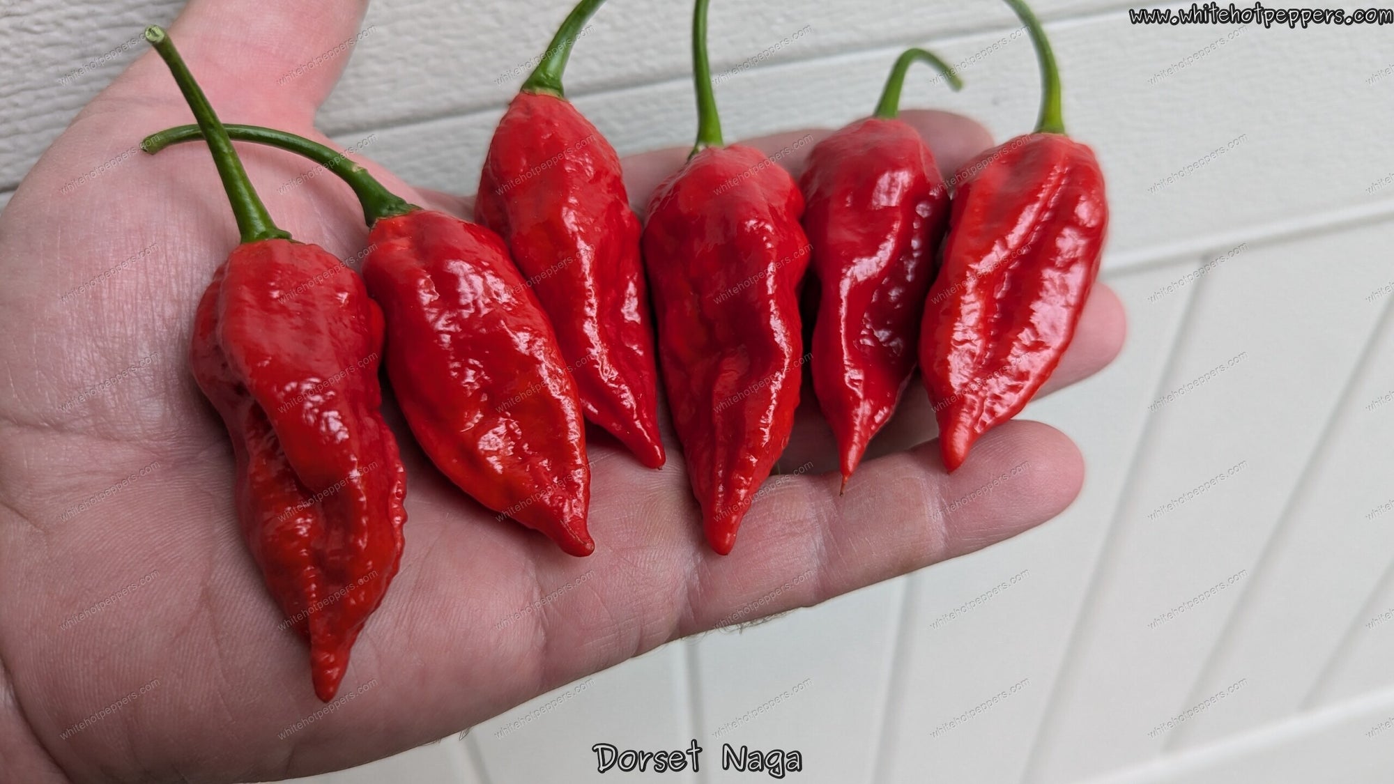 Dorset Naga - Pepper Seeds - White Hot Peppers