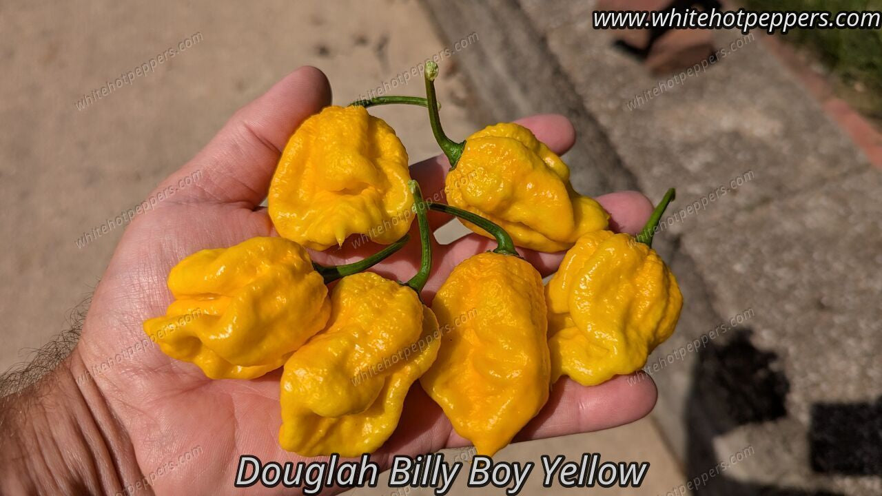 Douglah Billy Boy Yellow - Pepper Seeds - White Hot Peppers