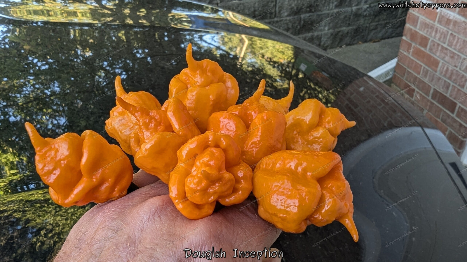 Douglah Inception - Pepper Seeds - White Hot Peppers