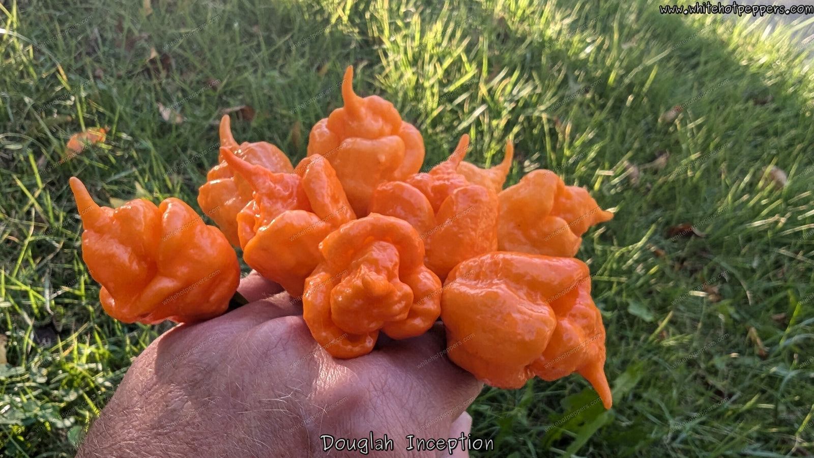 Douglah Inception - Pepper Seeds - White Hot Peppers