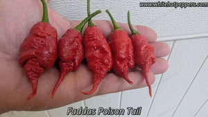 Fadda's Poison Tail - Pepper Seeds - White Hot Peppers