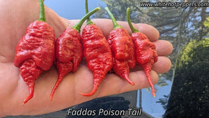 Fadda's Poison Tail - Pepper Seeds - White Hot Peppers
