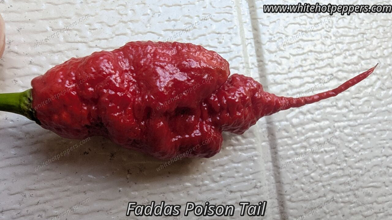 Fadda's Poison Tail - Pepper Seeds - White Hot Peppers