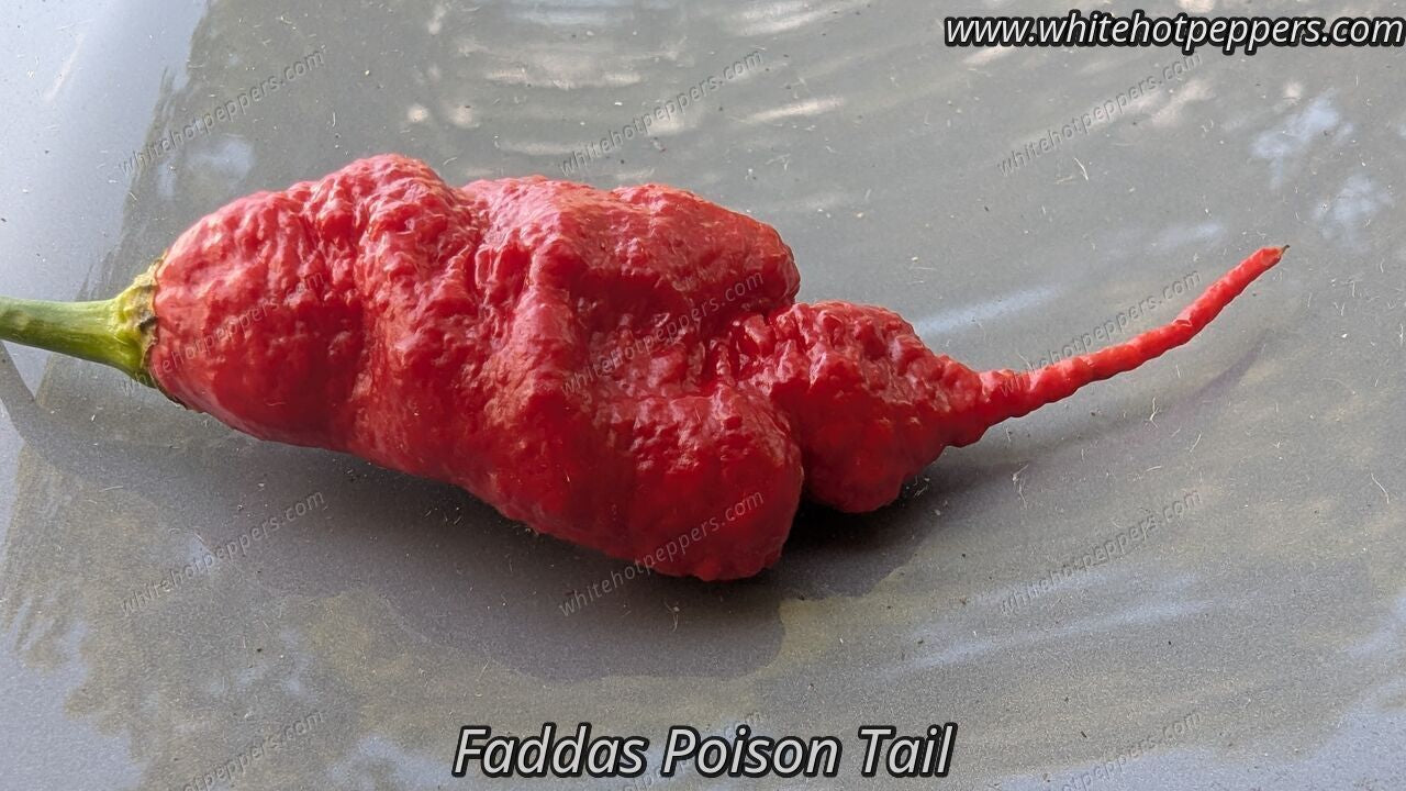 Fadda's Poison Tail - Pepper Seeds - White Hot Peppers