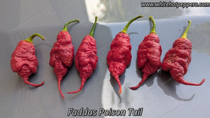 Fadda's Poison Tail - Pepper Seeds - White Hot Peppers