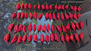 Fadda's Poison Tail - Pepper Seeds - White Hot Peppers