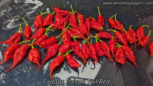 Fadda's Poison Tail - Pepper Seeds - White Hot Peppers