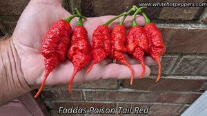 Fadda's Poison Tail - Pepper Seeds - White Hot Peppers