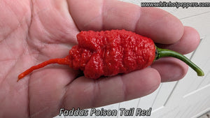 Fadda's Poison Tail - Pepper Seeds - White Hot Peppers