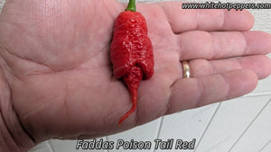 Fadda's Poison Tail - Pepper Seeds - White Hot Peppers
