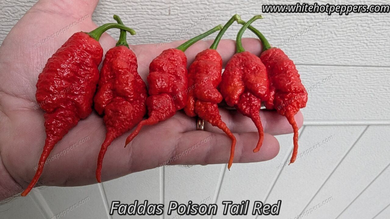 Fadda's Poison Tail - White Hot Peppers LLC