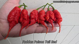 Fadda's Poison Tail - Pepper Seeds - White Hot Peppers