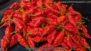 Fadda's Poison Tail - Pepper Seeds - White Hot Peppers