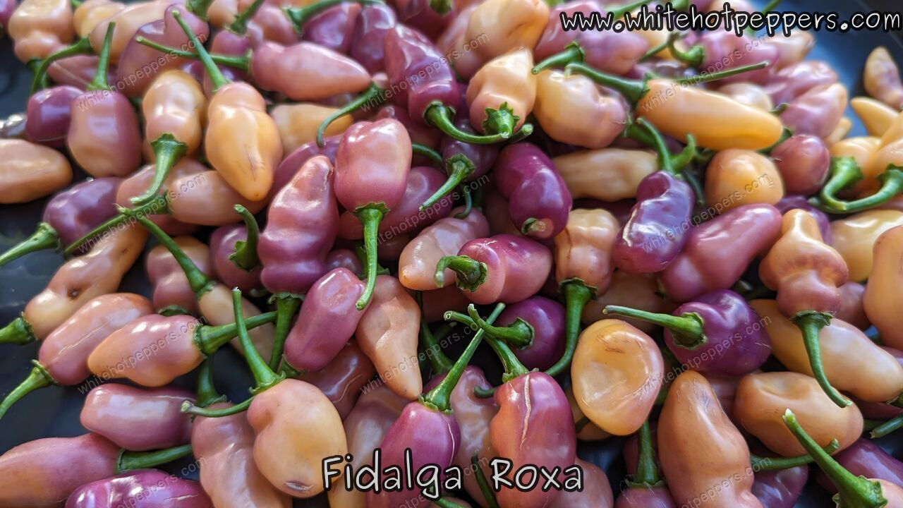 Fidalga Roxa - Pepper Seeds - White Hot Peppers