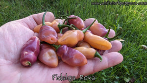 Fidalga Roxa - Pepper Seeds - White Hot Peppers