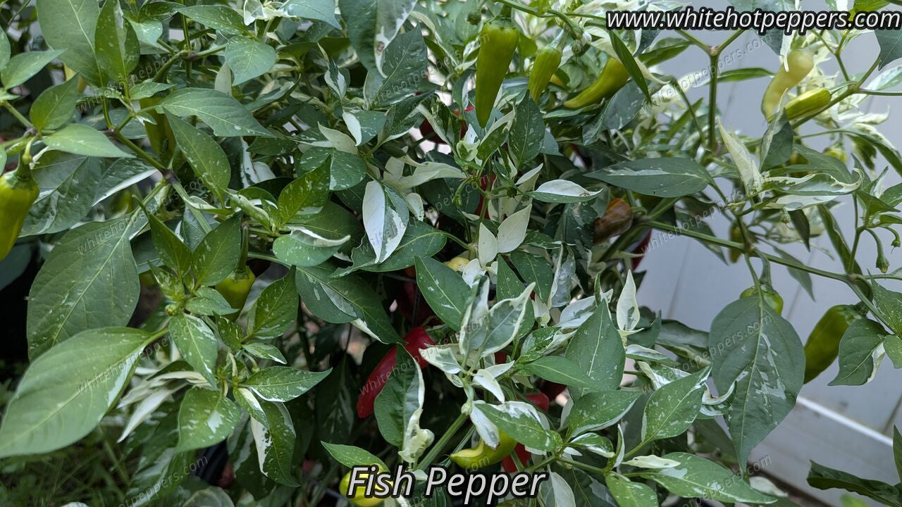 Fish Pepper - Pepper Seeds - White Hot Peppers