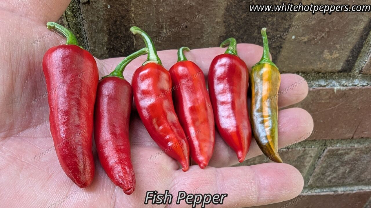 Fish Pepper - Pepper Seeds - White Hot Peppers