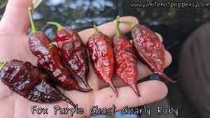 FOX Purple Ghost Gnarly Ruby - Pepper Seeds - White Hot Peppers