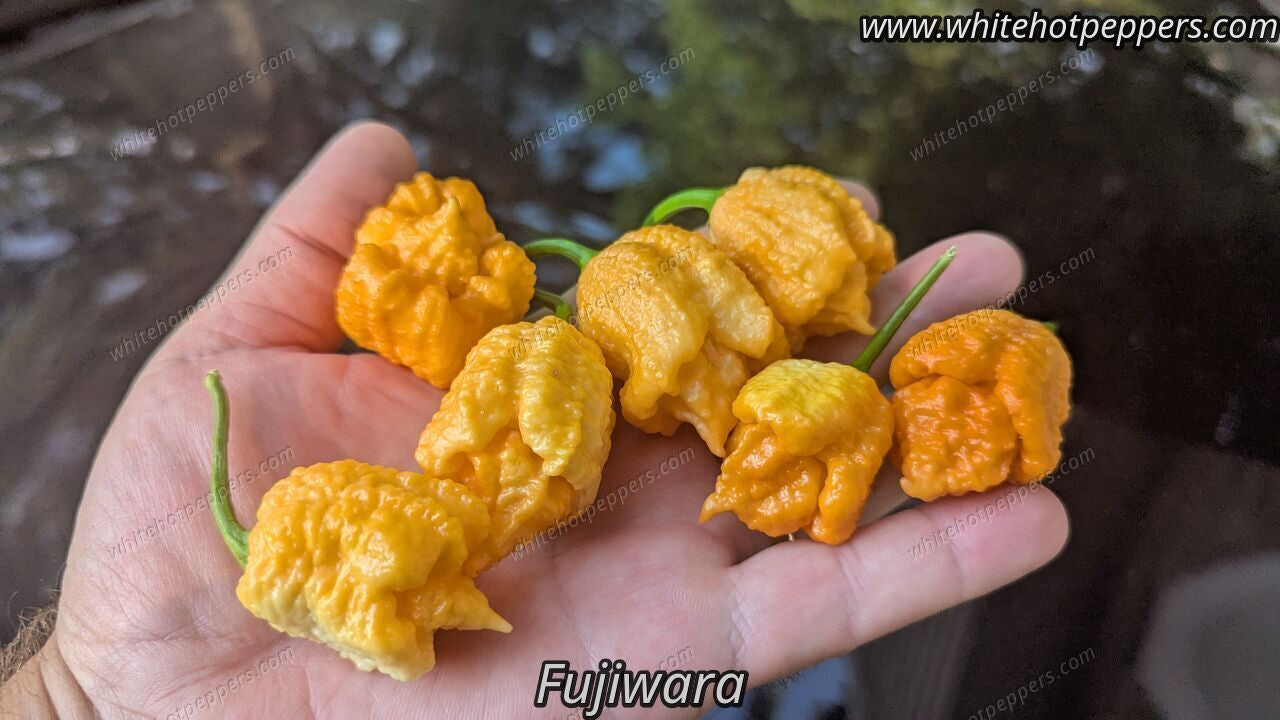 FujiWhara - Pepper Seeds - White Hot Peppers