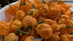 FujiWhara - Pepper Seeds - White Hot Peppers