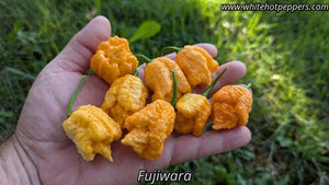 FujiWhara - Pepper Seeds - White Hot Peppers
