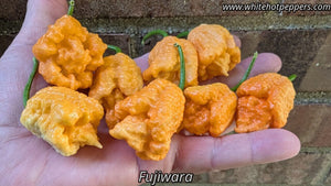 FujiWhara - Pepper Seeds - White Hot Peppers