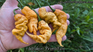 Golden Primotalii - Pepper Seeds - White Hot Peppers