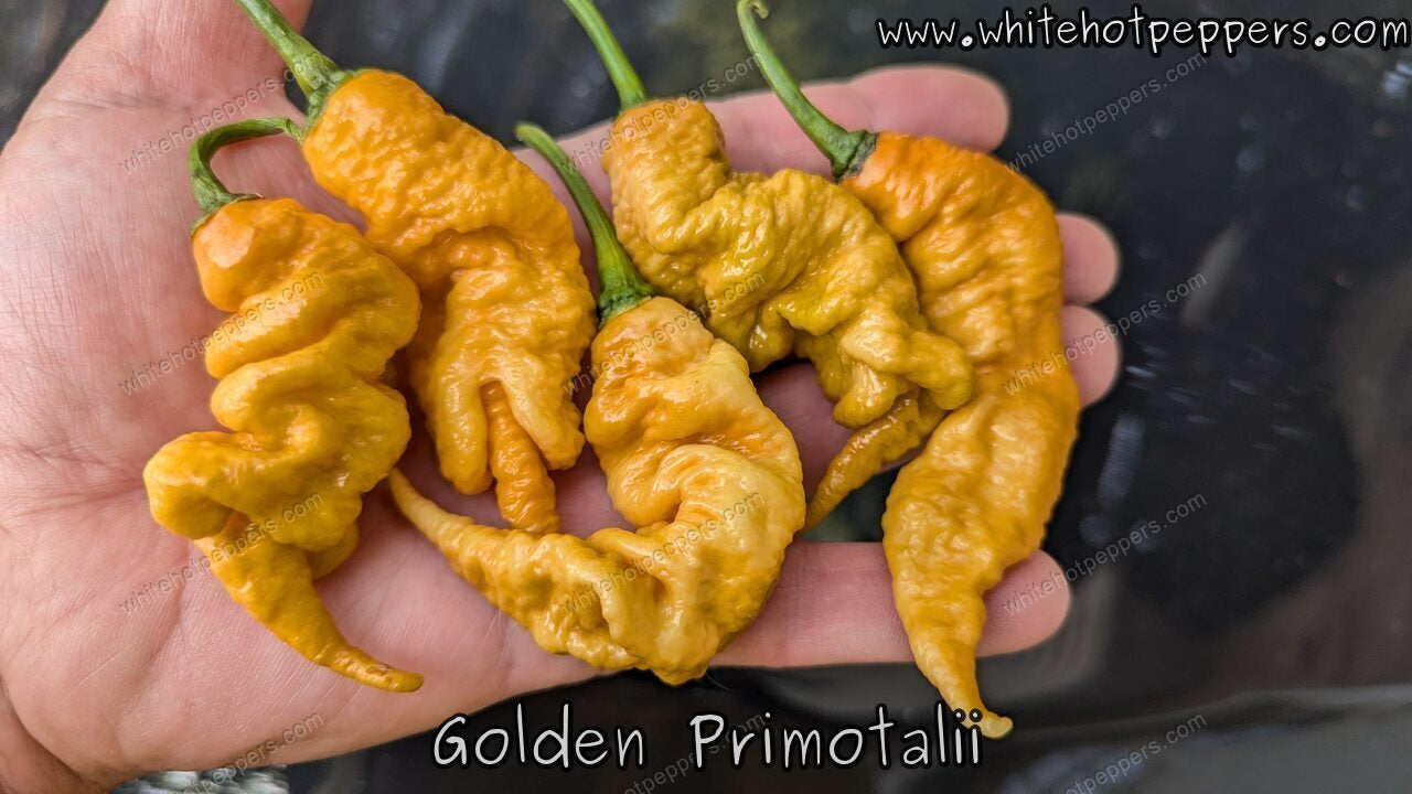 Golden Primotalii - Pepper Seeds - White Hot Peppers