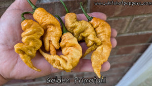 Golden Primotalii - Pepper Seeds - White Hot Peppers