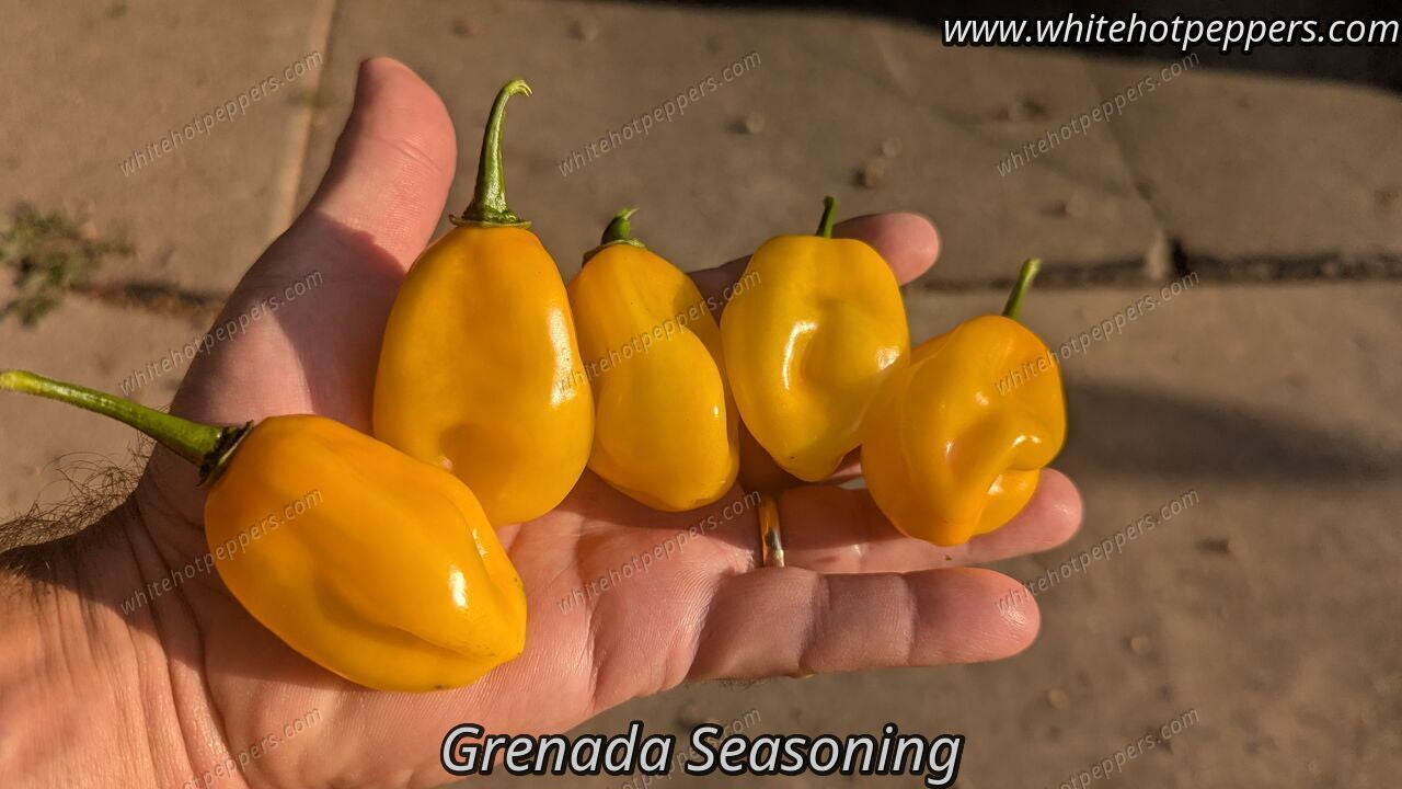 Grenada Seasoning - Pepper Seeds - White Hot Peppers