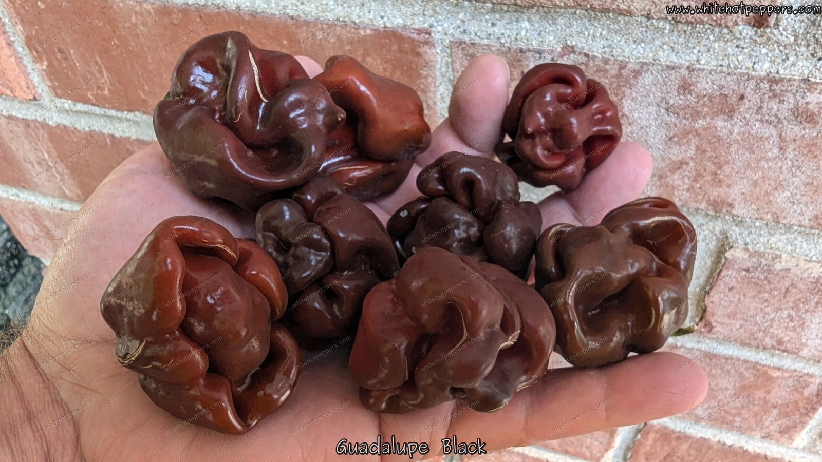 Guadalupe Black - Pepper Seeds - White Hot Peppers